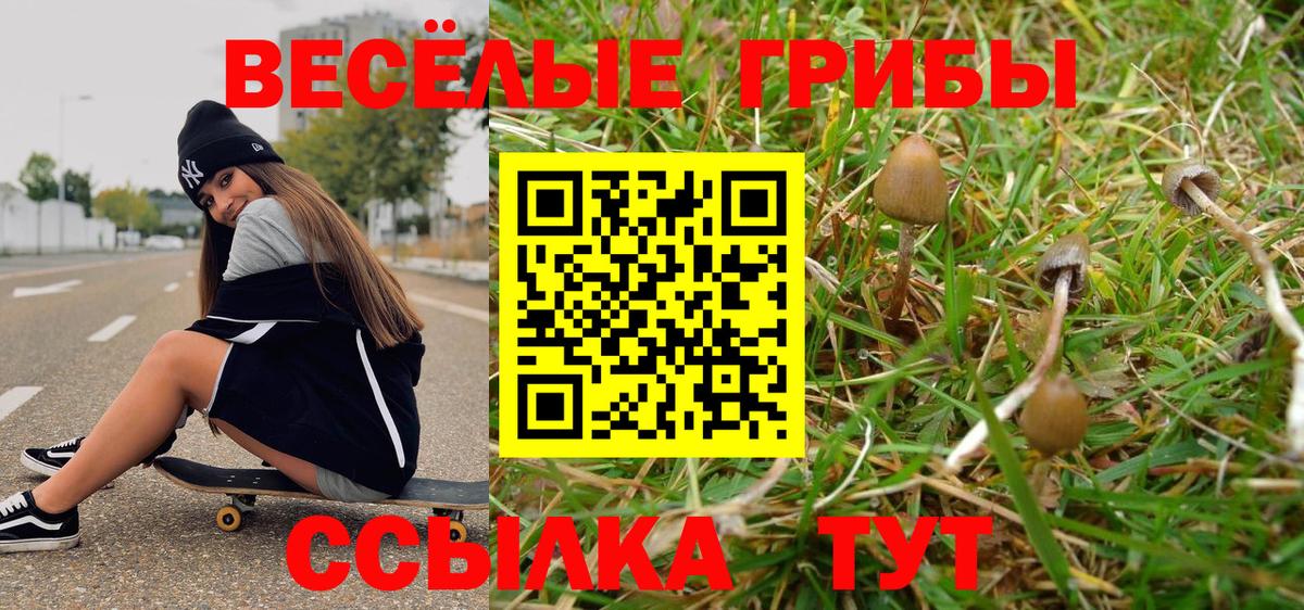 Галлюциногенные грибы Psilocybe Курган